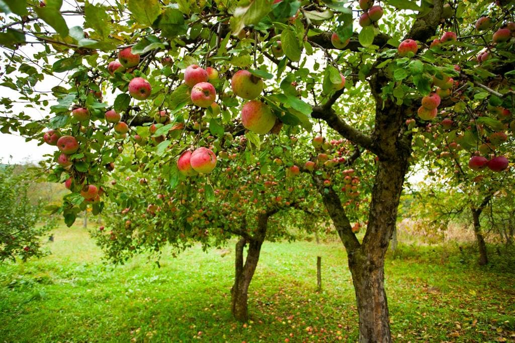 Mehrstämmige Bäume in der modernen Gartengestaltung: Trends und Tipps