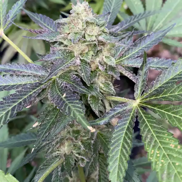 Watermelon Zkittlez: Saftige Süße mit einer Explosion regenbogenfarbener Aromen